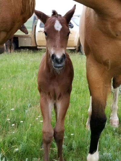 Two Scotland Reed JW <BR>AQHA 5935300